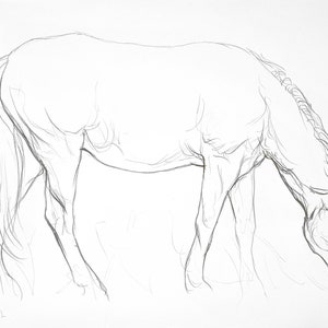 Originale cavallo disegno opere d'arte arte bianco e nero regalo di bellezza animali cavalli realismo soggiorno vivaio animale domestico ritratto carta schizzo regalo unico