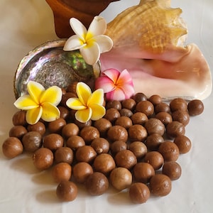 Fresh Harvest 1 pound Macadamia Nuts in Shell from Big Island, Hawaii!