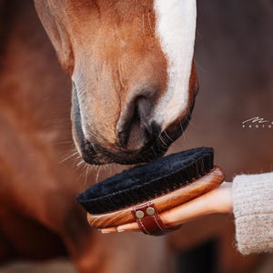 May include: A brown horse sniffs a black and brown horse grooming brush with a leather strap. The brush is held by a hand wearing a grey sweater.