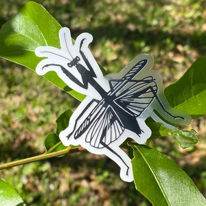 Praying Mantis Clear Background Sticker, Life-size