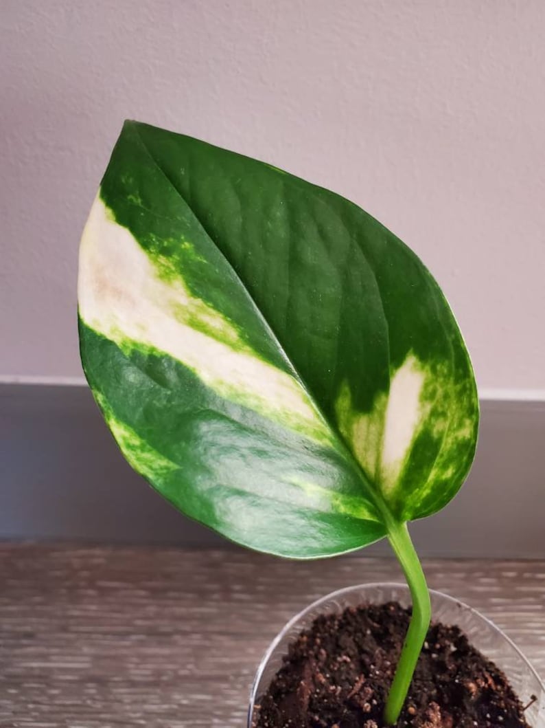 White Sport Golden Pothos Etsy