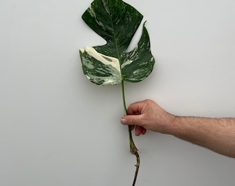 Monstera albo variegata medium variegated cutting with aerial roots
