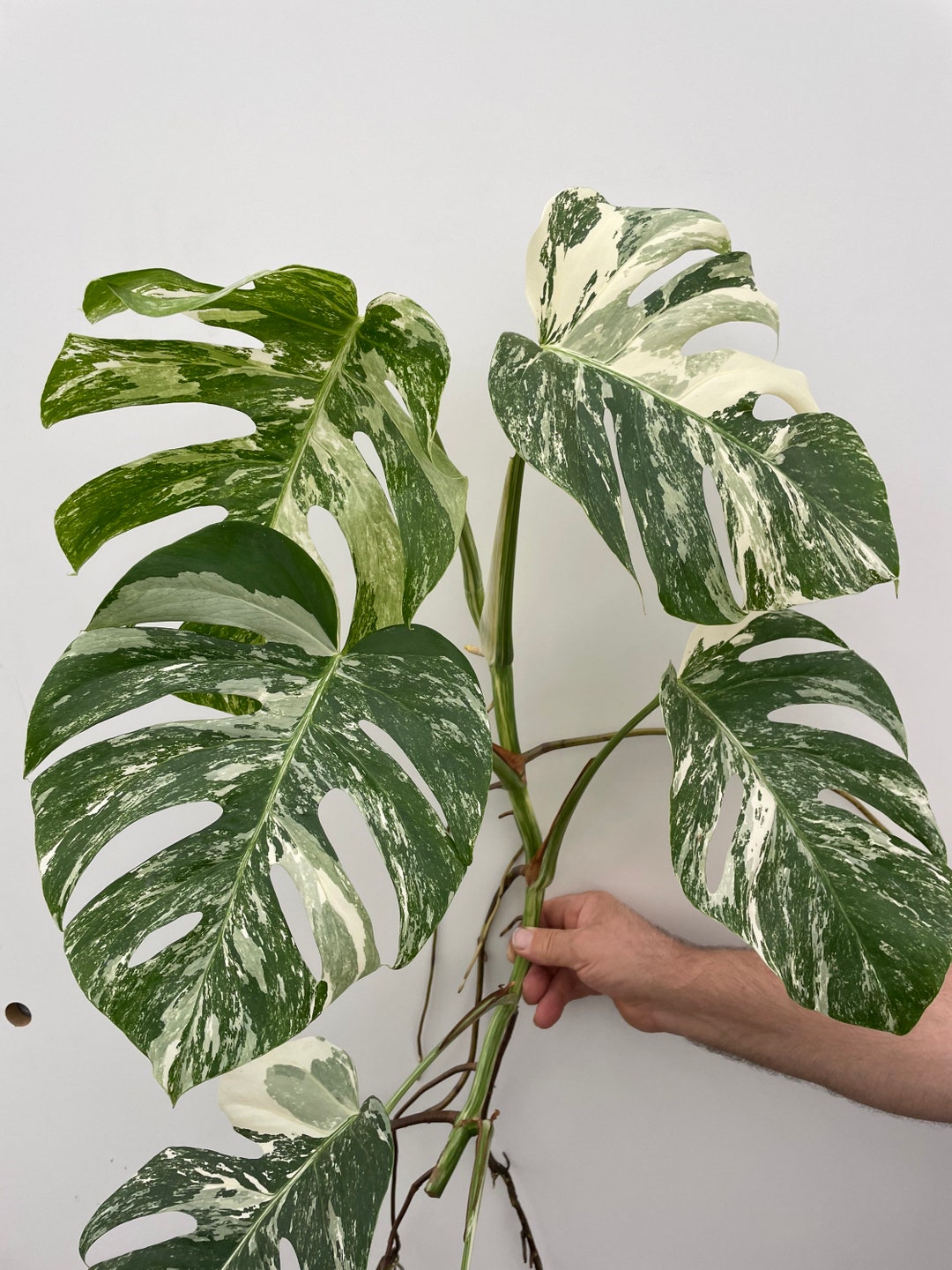 monstera-albo-variegata-top-cutting-6-leaf-high-variegated-etsy