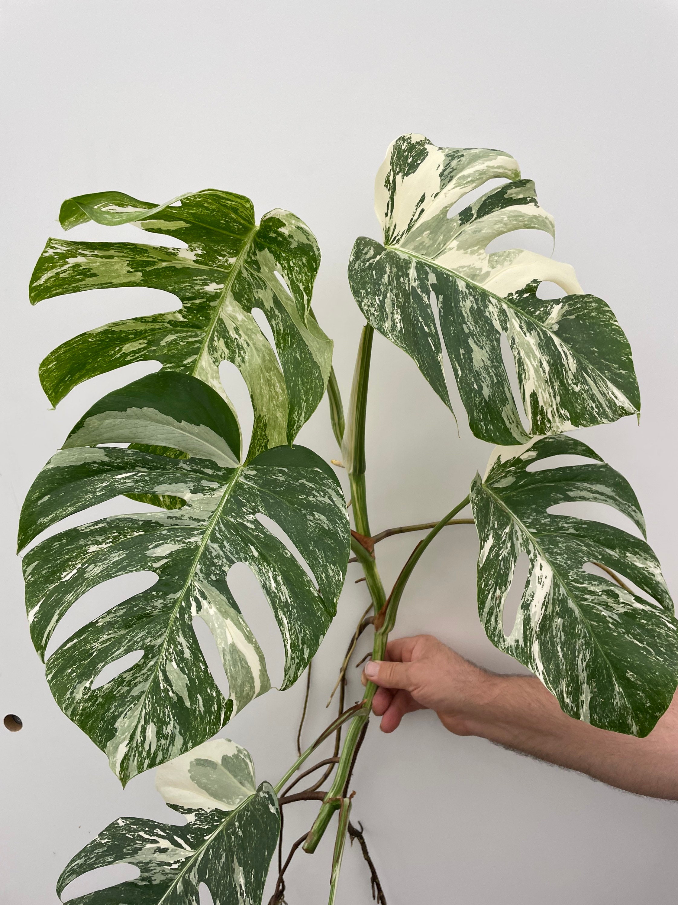 Monstera Albo Variegata Top Cutting 6 Leaf High Variegated