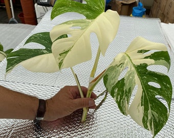 Monstera albo variegata top cutting 3 leaf high variegated