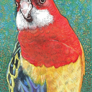 Oost-Rosella A4 afdrukken