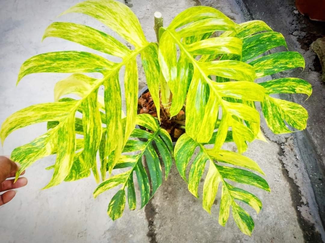 Epipremnum Pinnatum Plant -  Singapore