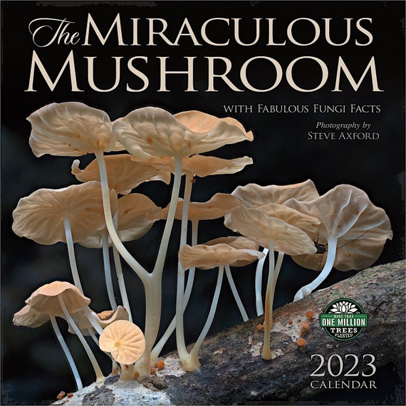 Amber Lotus Miraculous Mushroom 2023 Wall Calendar - Etsy