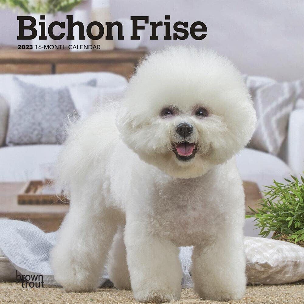 browntrout-bichon-frise-2023-7-x-7-mini-wall-etsy