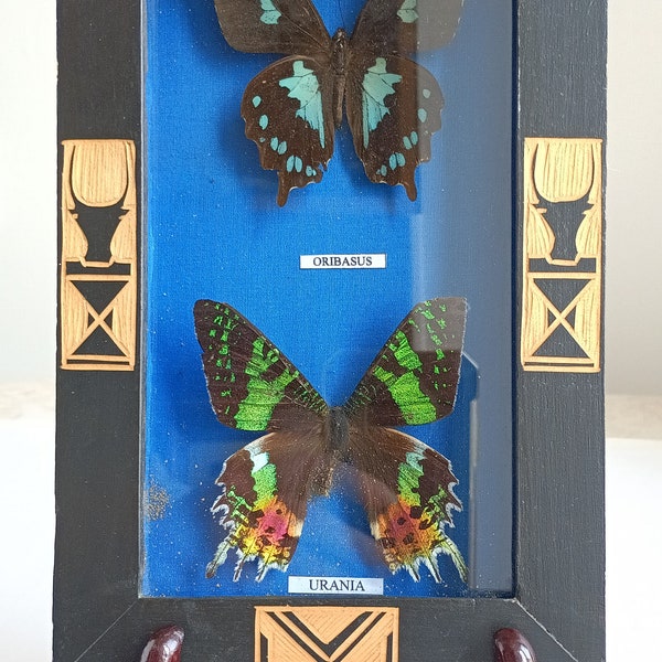 Vintage Frame with 2 Real Butterflies under Glass, Blackened Wood Decorated with Engravings, Inscriptions.Entomology,Sciences-Funbroc France