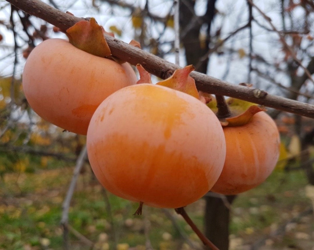 Hybrid 'rosseyanka' Persimmon Grafted Tree 12' Tall Seedless Fruit