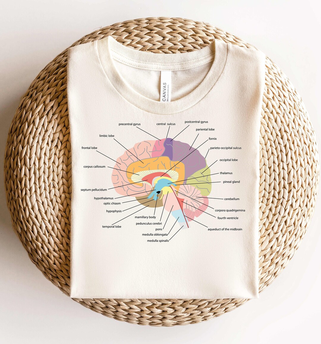 Human Anatomy Brain Shirt,neurologist Shirt,nursing School Shirt,school ...