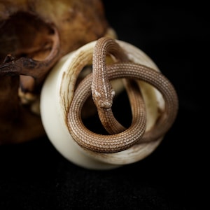 May include: A detailed sculpture of a brown snake coiled around a cream-colored, egg-shaped object. The snake has a textured pattern and is set against a black background. A portion of a skull is visible in the background.