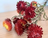 Dried orange straw flower