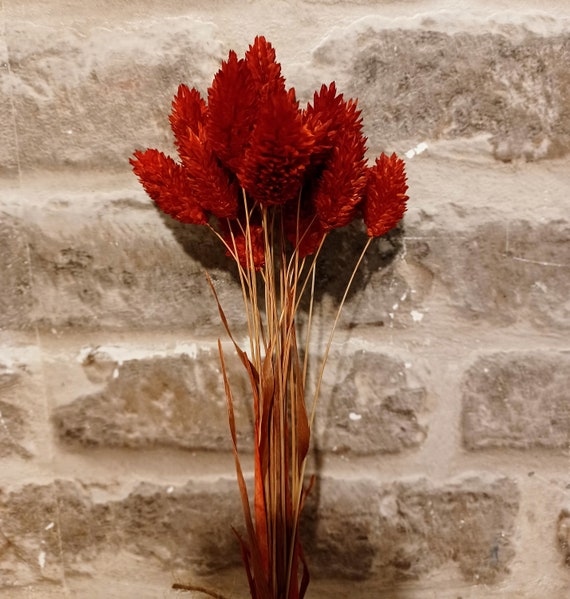 Dried flowers red Phalaris grass bunch of 15 stems