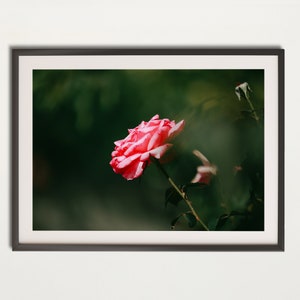 Pink Rose in Bloom - High-Resolution Digital Download - Nature Photography for Home Decor