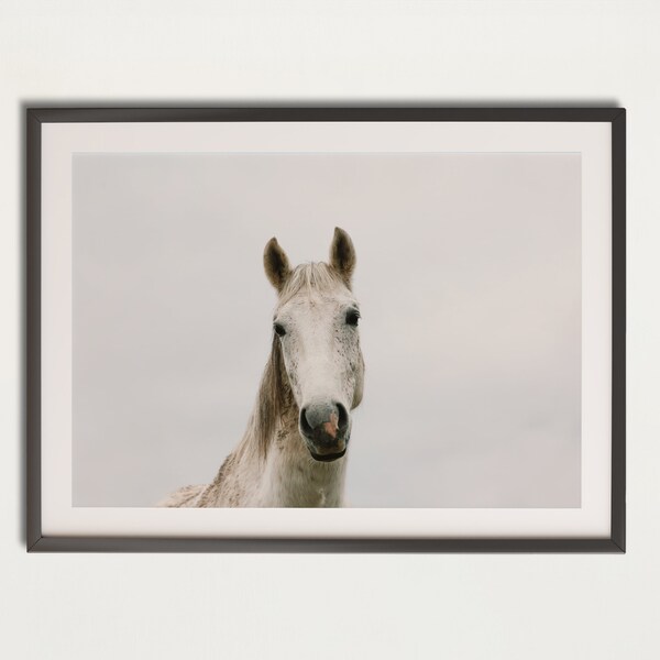 Portrait of a White Horse - High-Resolution Digital Download - Animal Photography for Home Decor