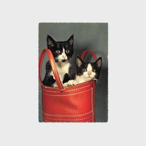 Cartoline vintage - Kruger Tabby Cats seduti in una borsa rossa