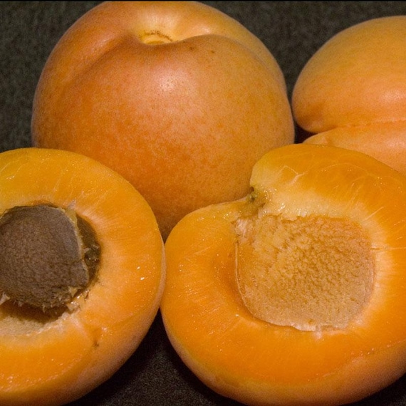 Flavor Delight Aprium Scions / Cuttings – Apricot X Plum Hybrid – Edible Fruit Tree Cuttings