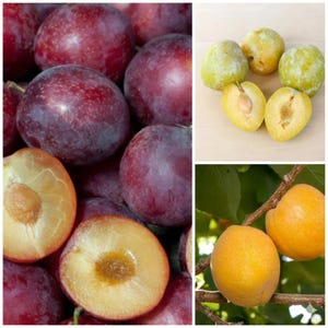 Pluot-Pluerry-Aprium scion triple pack  (15 scions)