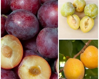 Pluot-Pluerry-Aprium scion triple pack  (15 scions)