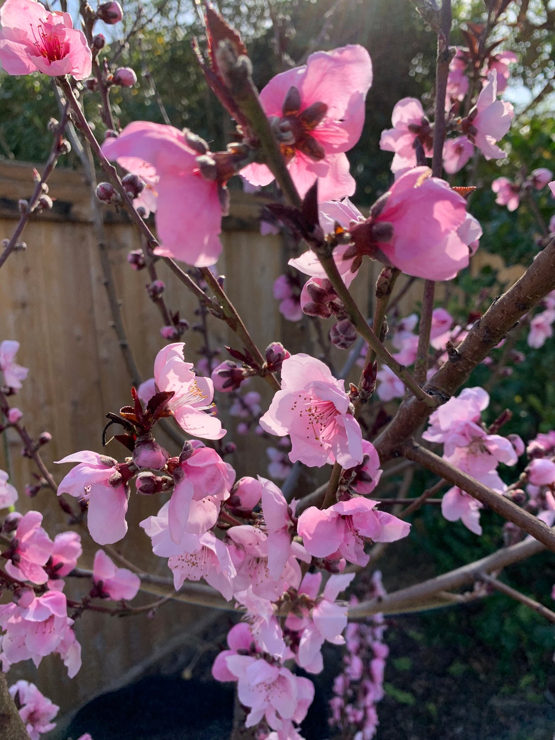 Nectaplum Scions Nectarine X Plum Hybrid Etsy