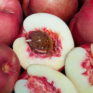 May include: Close-up of several ripe peaches, some whole and some sliced open. The peaches have a vibrant red skin and creamy white flesh with red streaks. The open peaches reveal a brown pit.