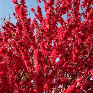 May include: A vibrant pink flowering tree with branches full of blossoms. The tree is in full bloom, with the flowers covering the branches and creating a dense, colorful display.
