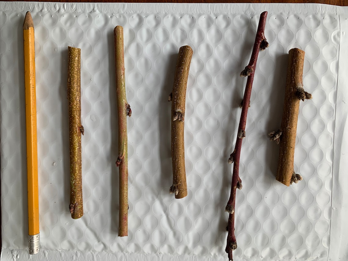 Nectaplum Scions Nectarine X Plum Hybrid 5 Scion/cuttings Etsy