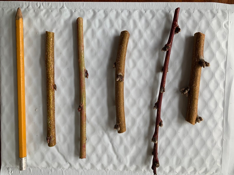 Nectaplum Scions Nectarine X Plum Hybrid 5 Scion/cuttings Etsy