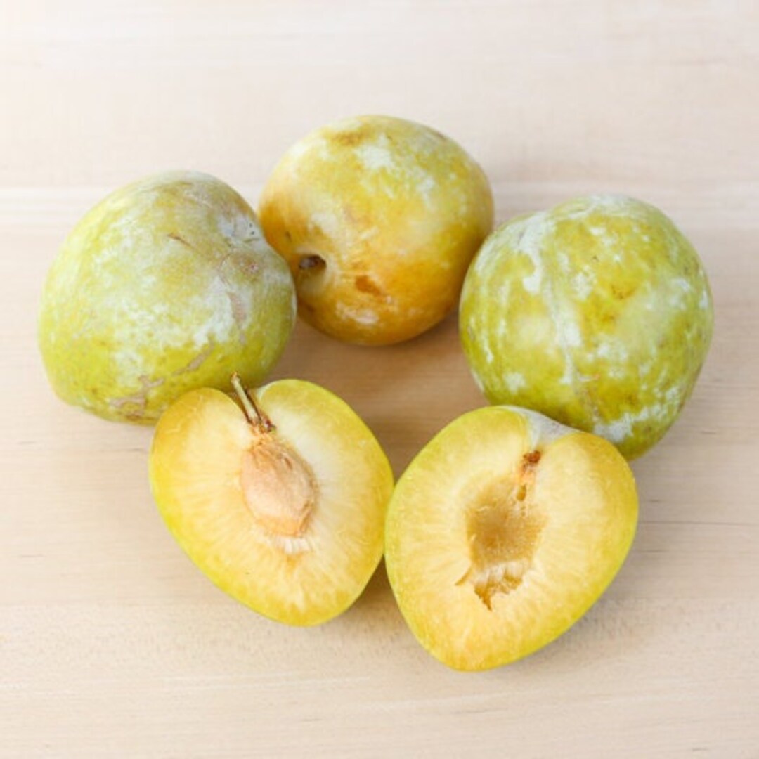 Emerald Pluot Plum X Apricot Hybrid 5 Scion/cuttings Etsy