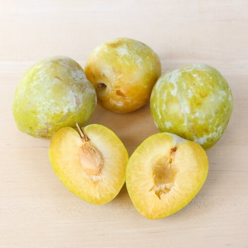 Emerald Pluot Plum X Apricot Hybrid 5 Scion/cuttings Etsy