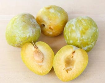 Emerald Pluot -  Plum x Apricot hybrid (5 scion/cuttings)