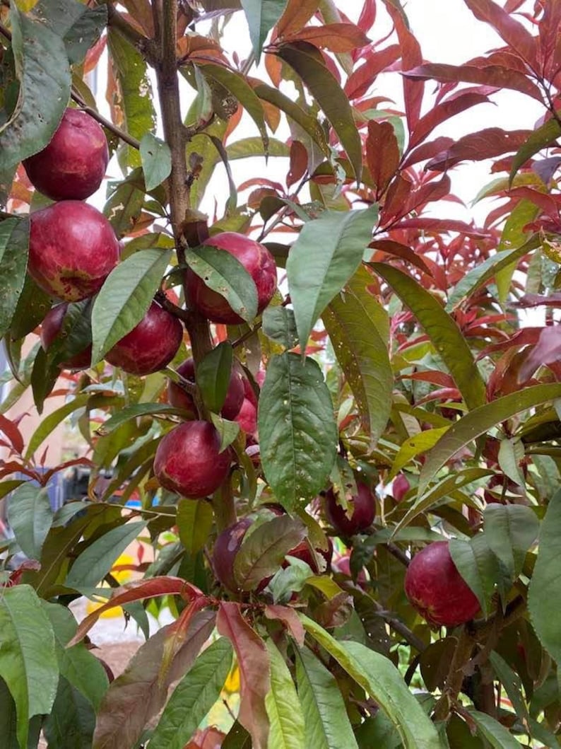 Nectaplum Scions Nectarine X Plum Hybrid 5 Scion/cuttings Etsy