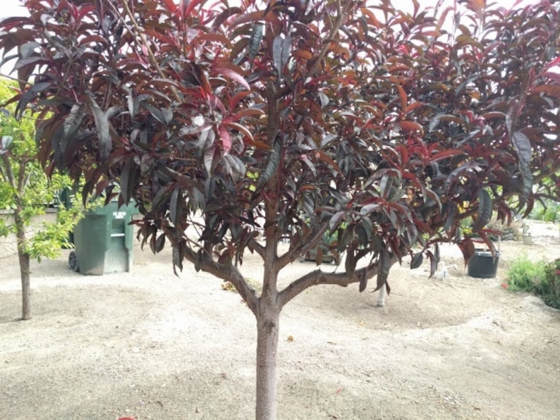 Nectaplum Scions Nectarine X Plum Hybrid 5 Scion/cuttings Etsy