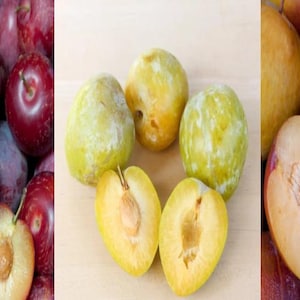 Grenade-Emerald-Sweet Pluot/Pluerry scion triple pack  (15 scions)