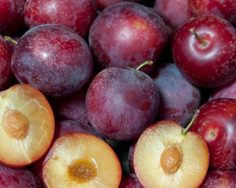 Sweet Pluerry (plum x cherry hybrid) (5 scions/cuttings)