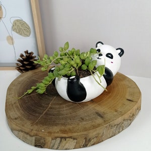 Könnte beinhalten: Ein weißer Keramik-Panda-Pflanztopf mit schwarzen Markierungen, der auf der Seite liegt, mit einer Sukkulentenpflanze, die darin wächst. Der Topf befindet sich auf einer Holzoberfläche.