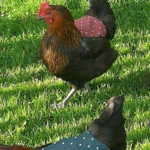 Protección contra patadas en forma de silla de montar para gallinas