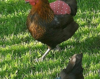 Protección contra patadas de silla de montar para pollos y gallinas