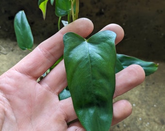 Philodendron pinnatilobum aff