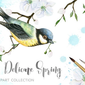 Aquarelle Oiseau et fleur de cerisier Clipart Fleur Clipart Sakura Fleur Floral Clipart Mésange Oiseau Сhickadee Printemps Branche fleurie PNG