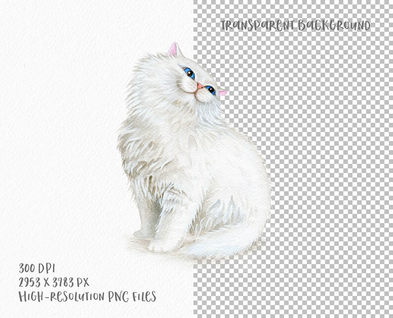 May include: Watercolor illustration of a fluffy white cat with blue eyes and pink ears. The cat is sitting and looking upwards. The image has a transparent background and includes text that reads "TRANSPARENT BACKGROUND" and "HIGH-RESOLUTION PNG FILES".