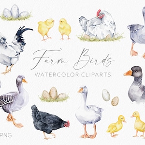 Bauernhof Vögel Clipart. Aquarell Bauernhof Tiere. Gans Clipart. Ente Clipart. Hahn, Henne, Huhn, Gosling. Ostern Clip art. Digitale PNG-Dateien