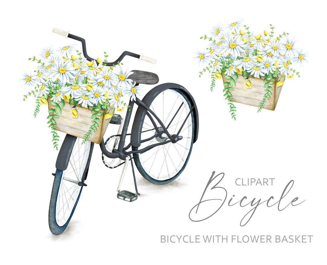 Watercolor Bicycle Clipart Flower Basket White Daisy Chamomile