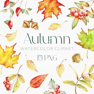 Puede incluir: Conjunto de clipart de acuarela con hojas de otoño, bayas y bellotas. El conjunto incluye 15 archivos PNG. Las hojas son en tonos de amarillo, naranja, rojo y verde. Las bayas son rojas y las bellotas son marrones.