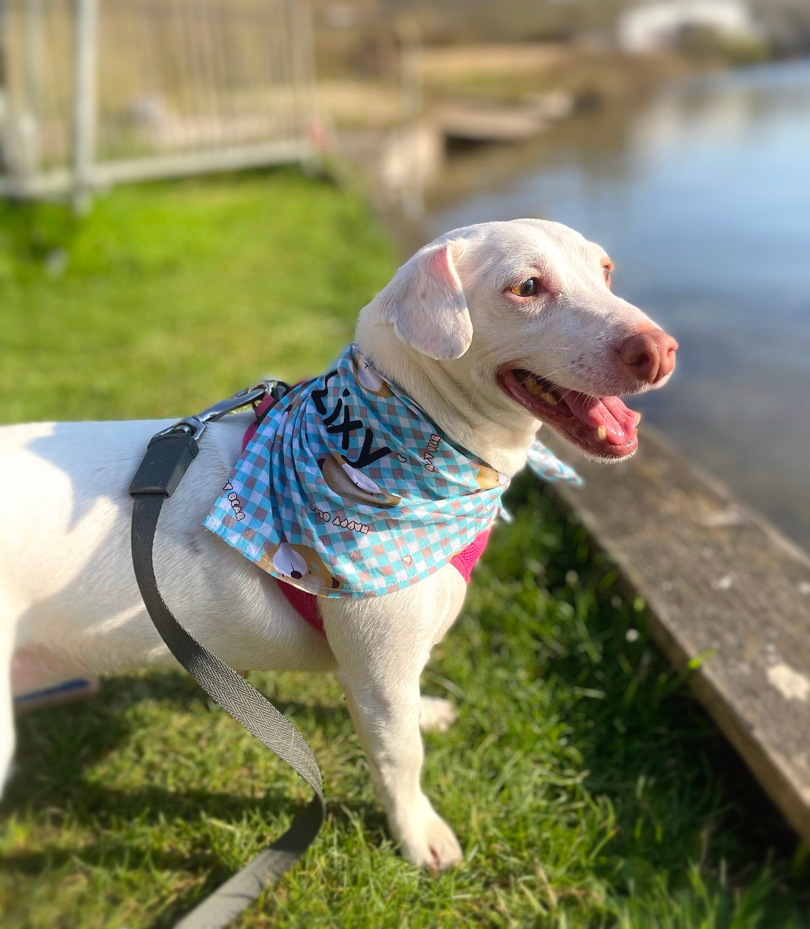 Bandanas Personnalisés Pour Chiens