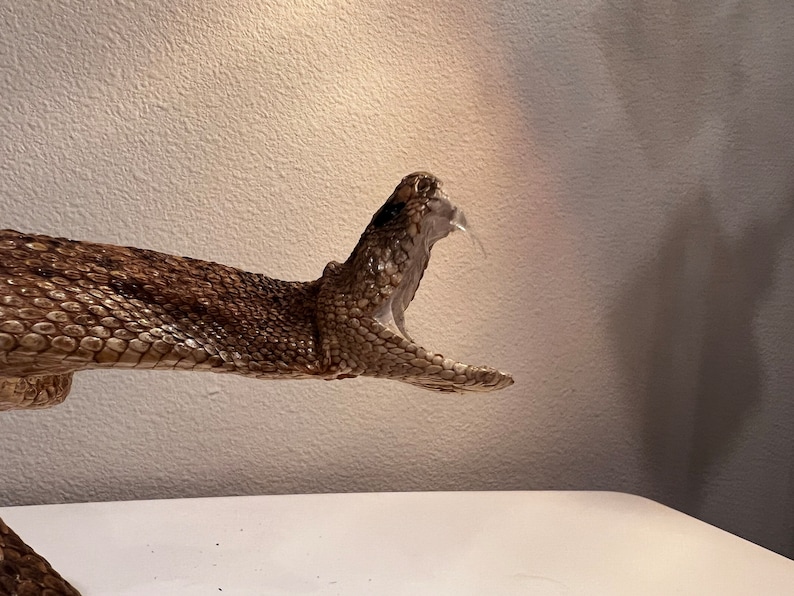 Rattle Snake Taxidermy Mount Beautiful - Etsy