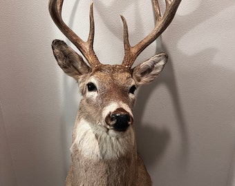 Shoulder Mount Deer Plaque - Etsy