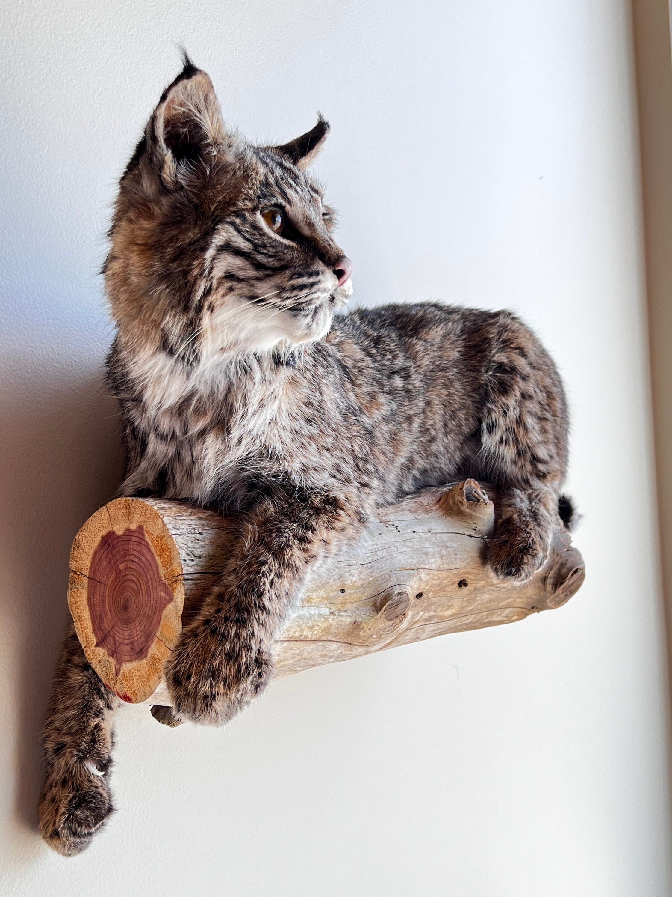 stuffed bobcat